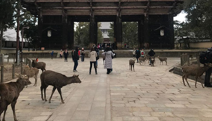 Ciervos en el Parque de Nara