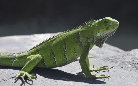 Iguanas