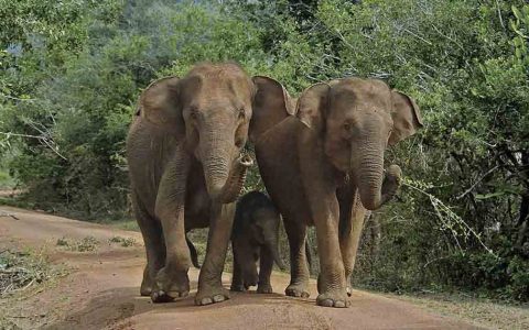 Viaje de Lujo Relajado en Sri Lanka
