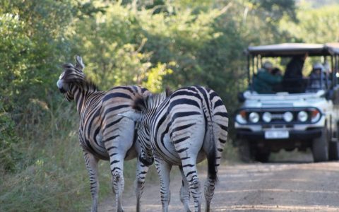 Safari