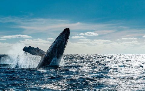 Cabo San Lucas
