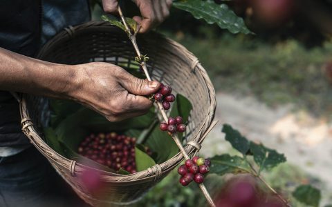 Tour del Café