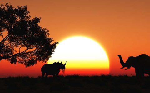 Safari en Durban