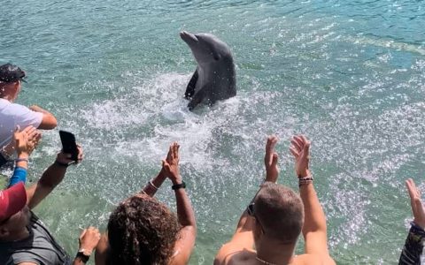 Delfines