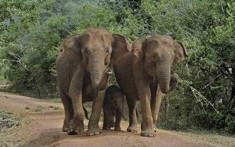 Viaje de Lujo Relajado en Sri Lanka