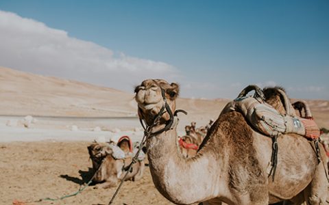 Camel on a leash for tourists in Egypt