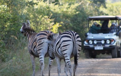 Safari