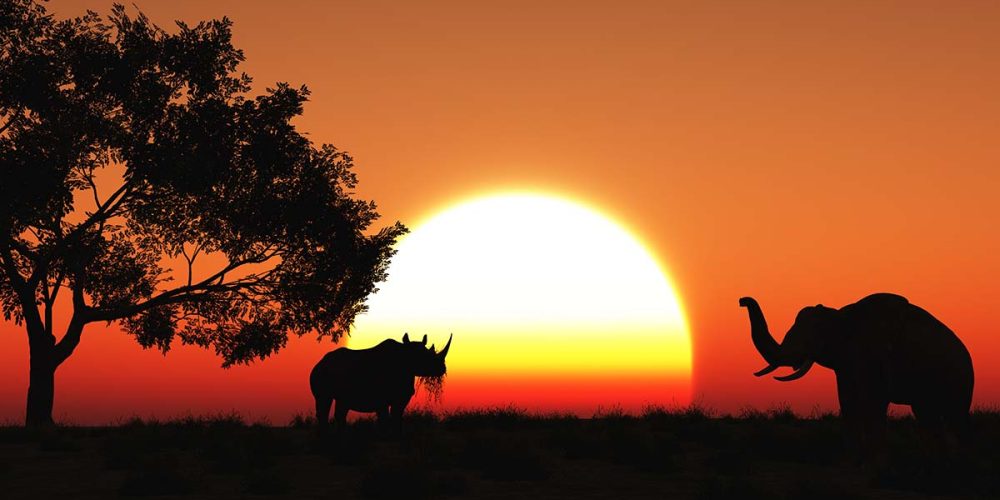 Safari en Durban